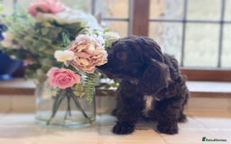 Cockapoo dogs for sale: Beautiful Cocka Poo Puppies  - Image 5