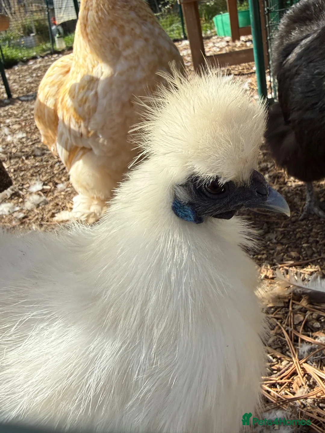 Chickens poultry for sale: White mini silkies  - Advert 2