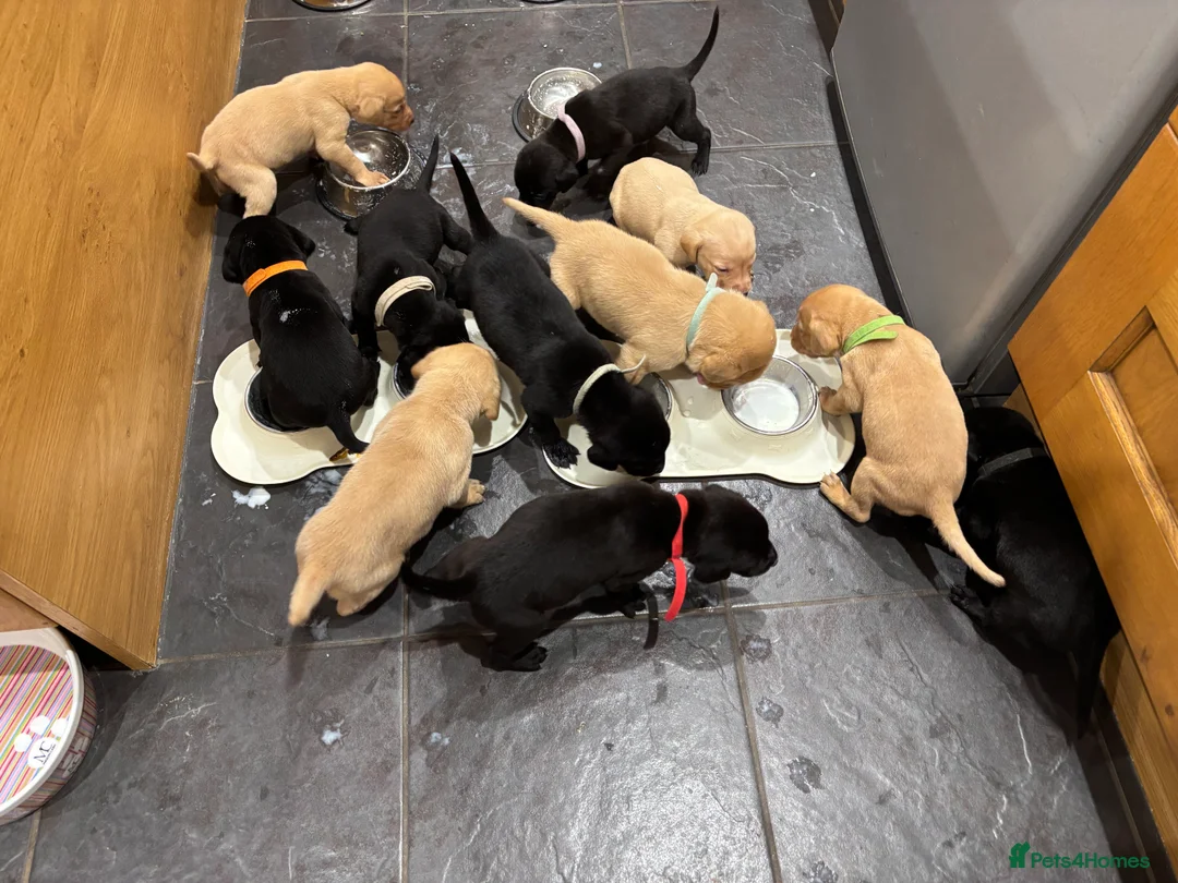 Labrador Retriever dogs for sale: Ready now! Beautiful Labrador pups (KC Reg) - Advert 25