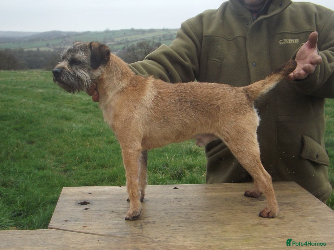 Border Terrier dogs for stud: Kc Proven border terriers for stud slem clear in Belper - Image 1