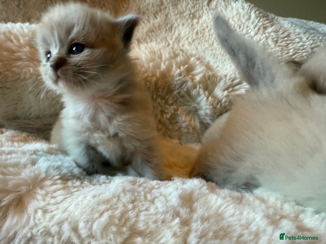 Ragdoll cats for sale: Beautiful mink point Ragdolls! 🩶🤍 - Image 2