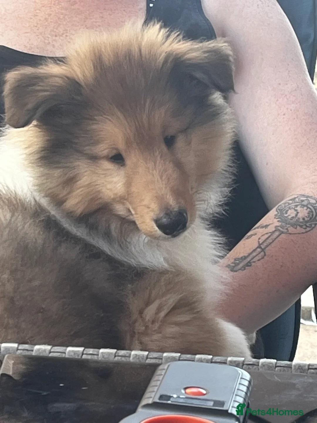 Rough Collie dogs for sale: Beautiful rough collie puppies  - Advert 2
