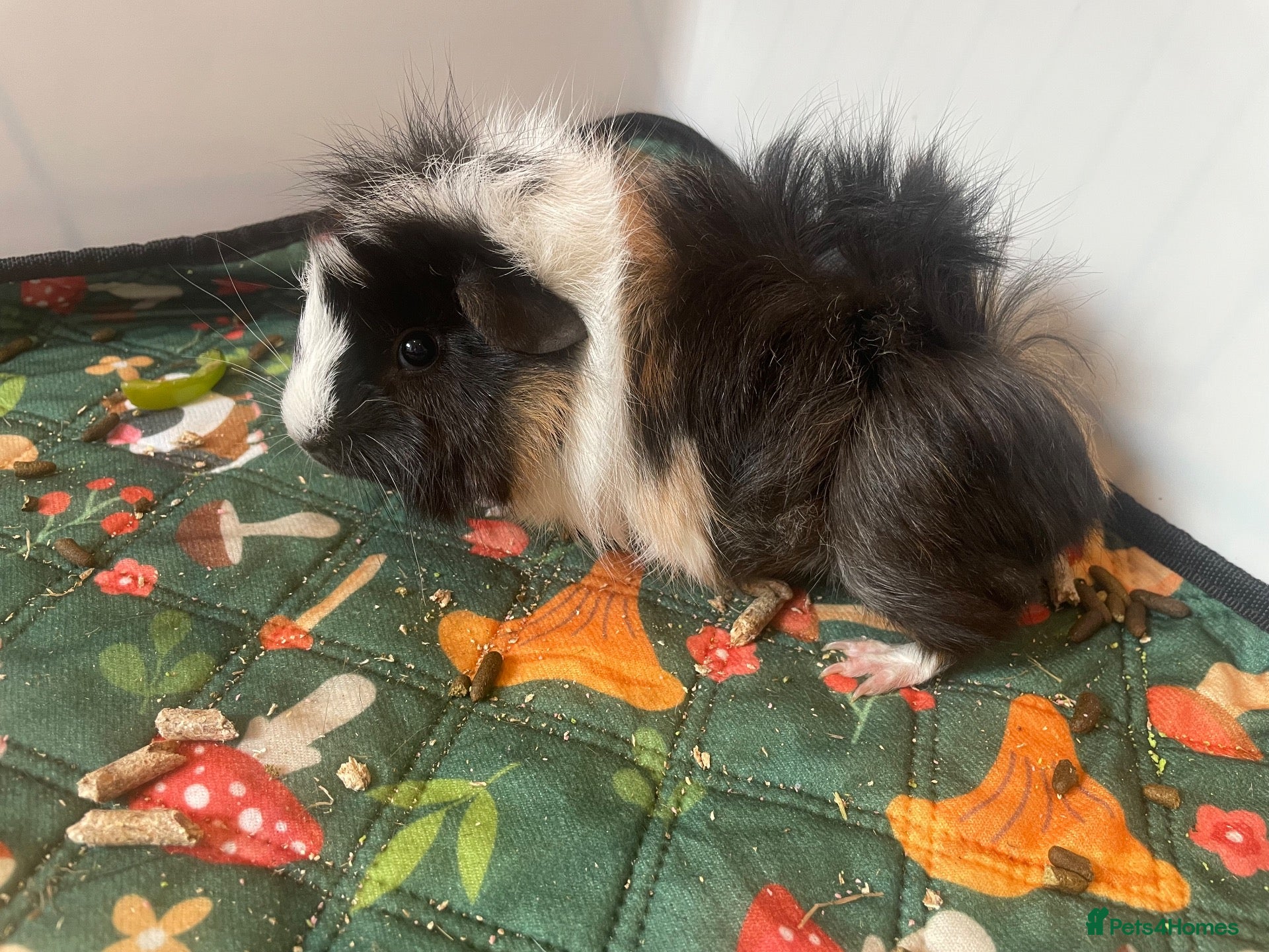 Guinea Pig rodents 2 male guinea pigs (bonded pair) - Advert 3