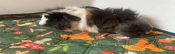 Guinea Pig rodents for sale: 2 male guinea pigs (bonded pair) - Advert 1