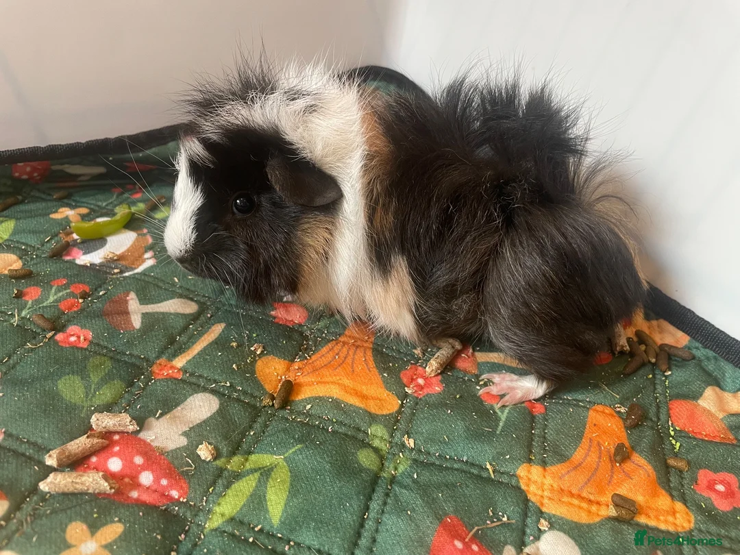 Guinea Pig rodents for sale: 2 male guinea pigs (bonded pair) - Advert 1