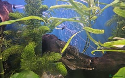 Mollies fish for sale: Molly and ancistrus fish - Image 4