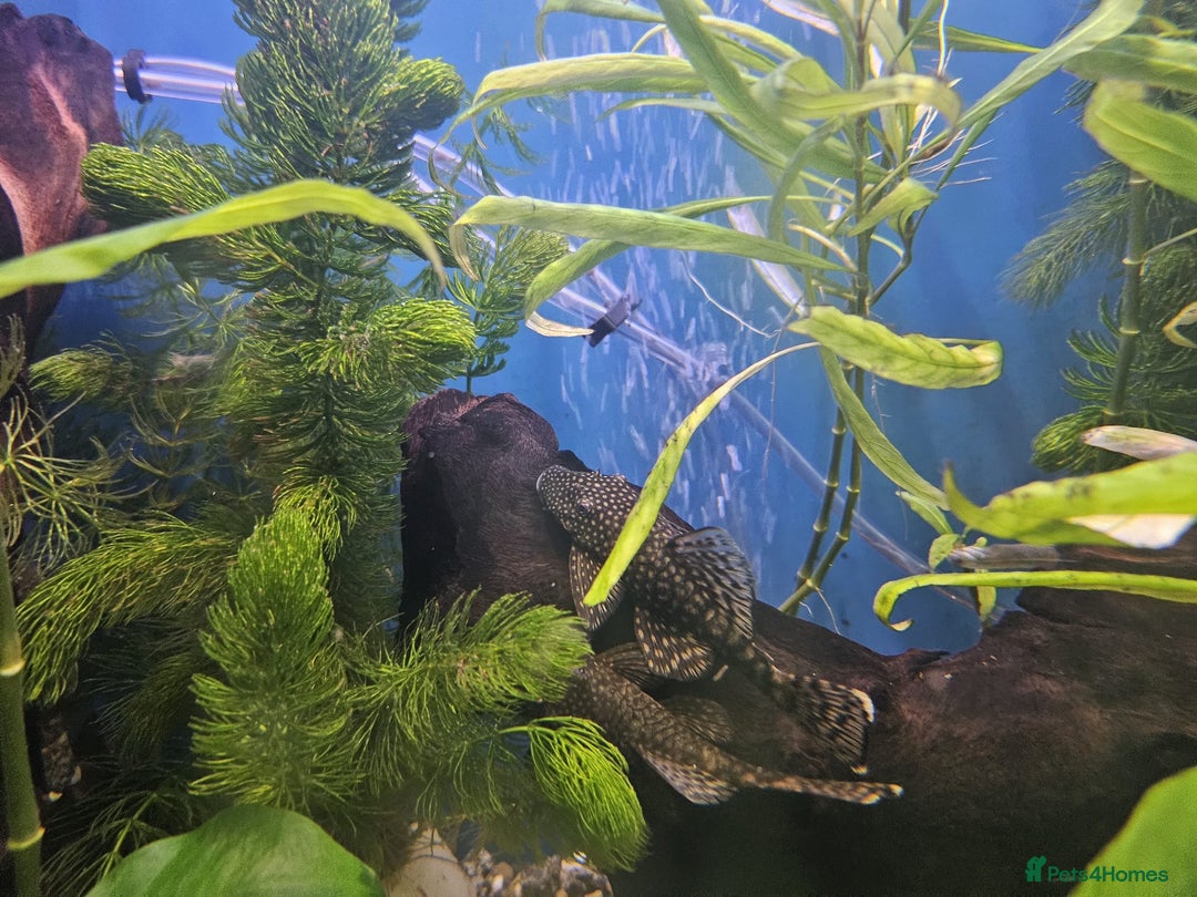 Mollies fish for sale: Molly and ancistrus fish - Image 4