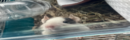 Rat rodents for sale: Baby dumbo rats - Advert 2