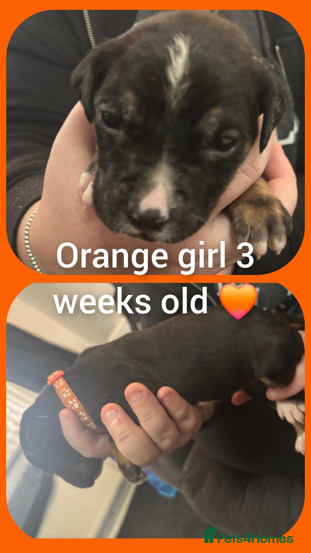 Mixed Breed dogs for sale: Staffy cross pups for sale  - Advert 8