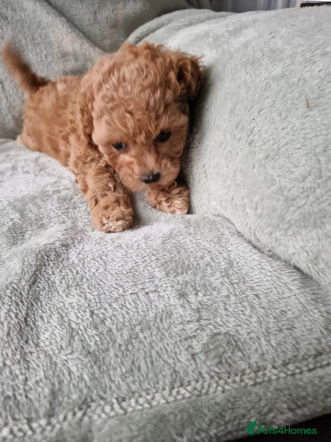 Maltipoo dogs for sale: Absolutely stunning maltipoo puppies  - Advert 3