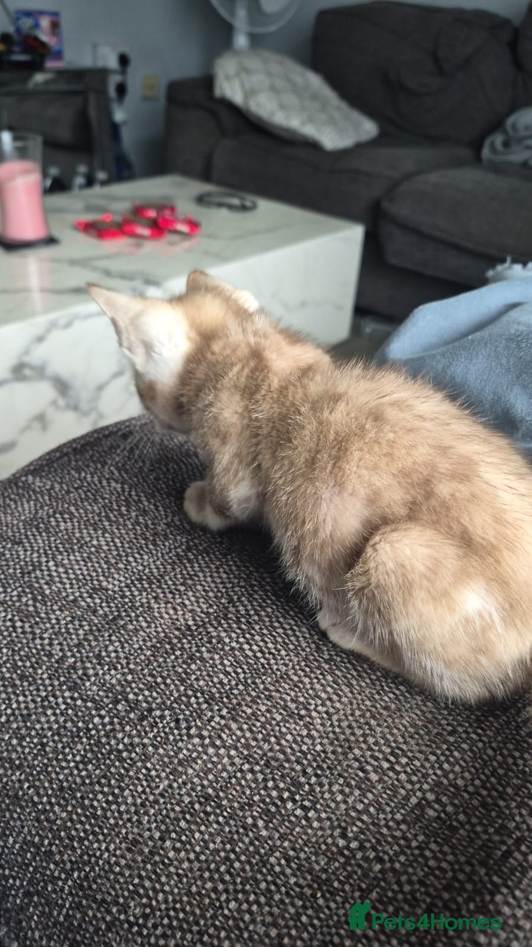 Bengal cats for sale: Beautiful bengal kittens  - Advert 10