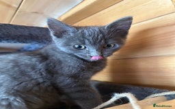 Ragdoll cats for sale: Ragdolls for sale  - Image 14