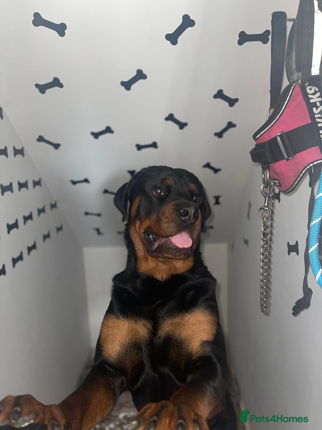 Rottweiler dogs for sale: 3 Year old Rottweiler for sale  - Image 7