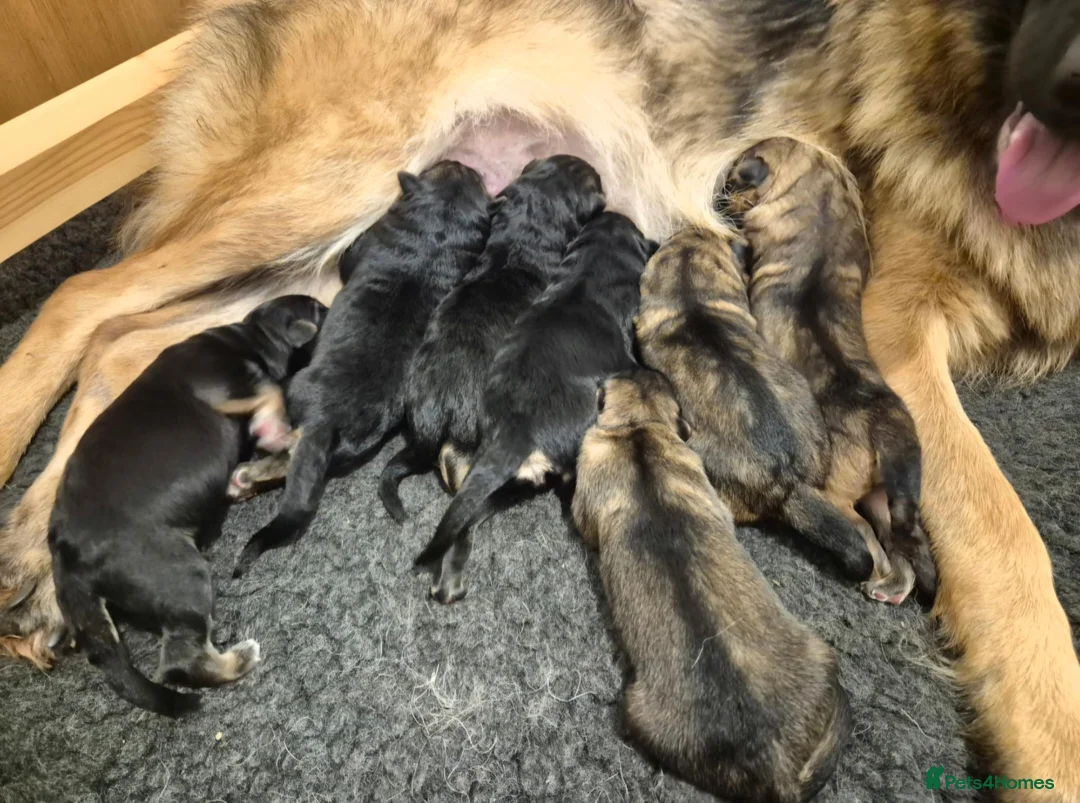 German Shepherd dogs for sale: Beautiful German Shepherds  - Advert 1