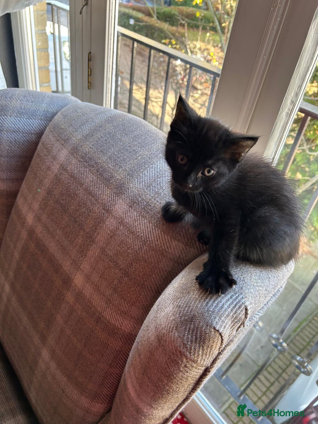 Ragdoll cats for sale:  2half Ragdoll and half domesticshorthair for sale - Advert 18