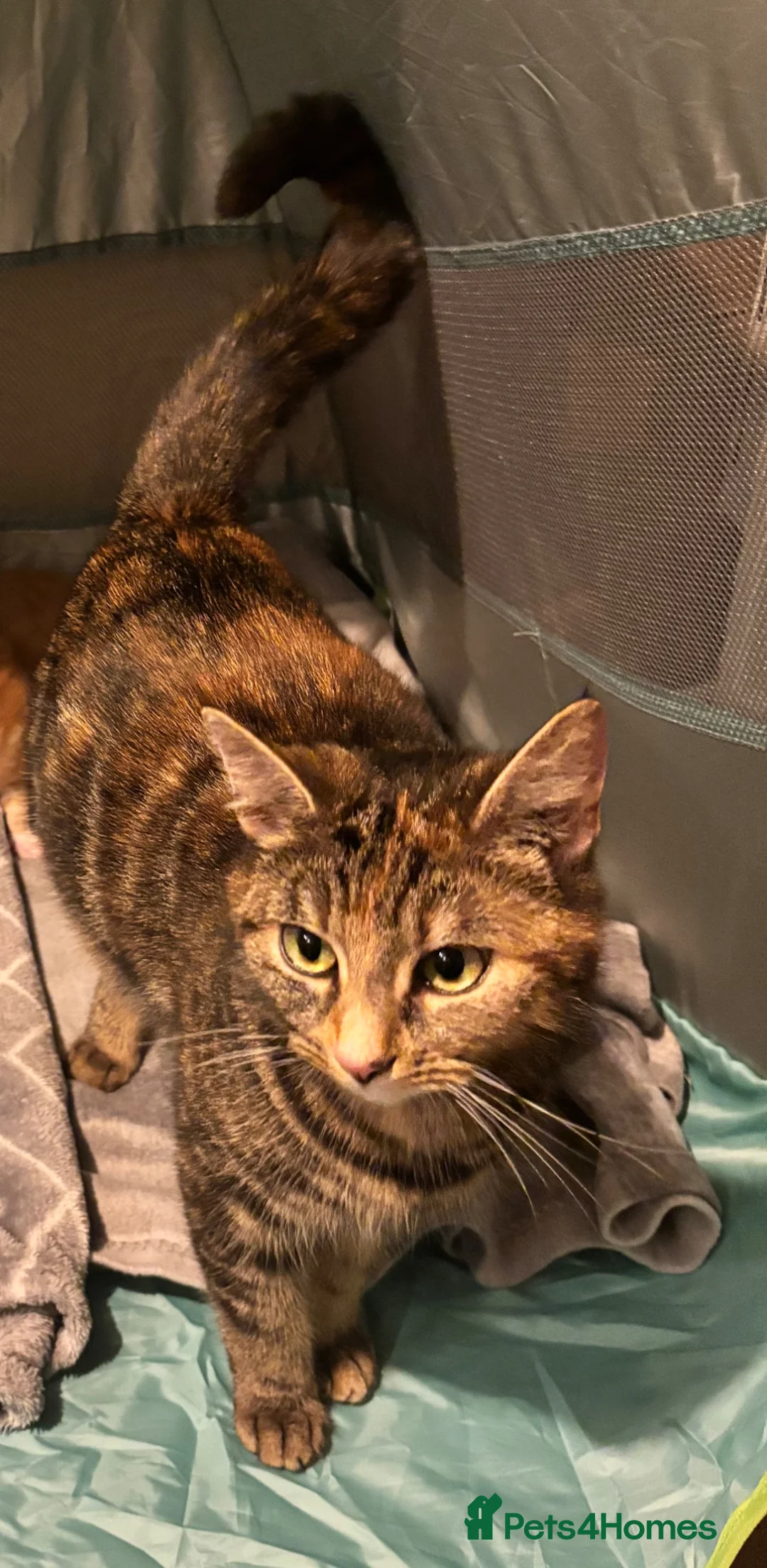 Domestic Shorthair cats for sale: 4 Year Old Female Needs a New Home in St. Neots - Advert 1