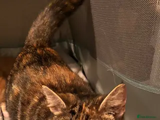 Domestic Shorthair cats 4 Year Old Female Needs a New Home - Advert 3