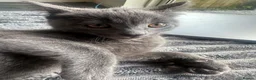 Mixed Breed cats for sale: Beautiful Playful Kittens Ready Now in Honiton - Advert 11