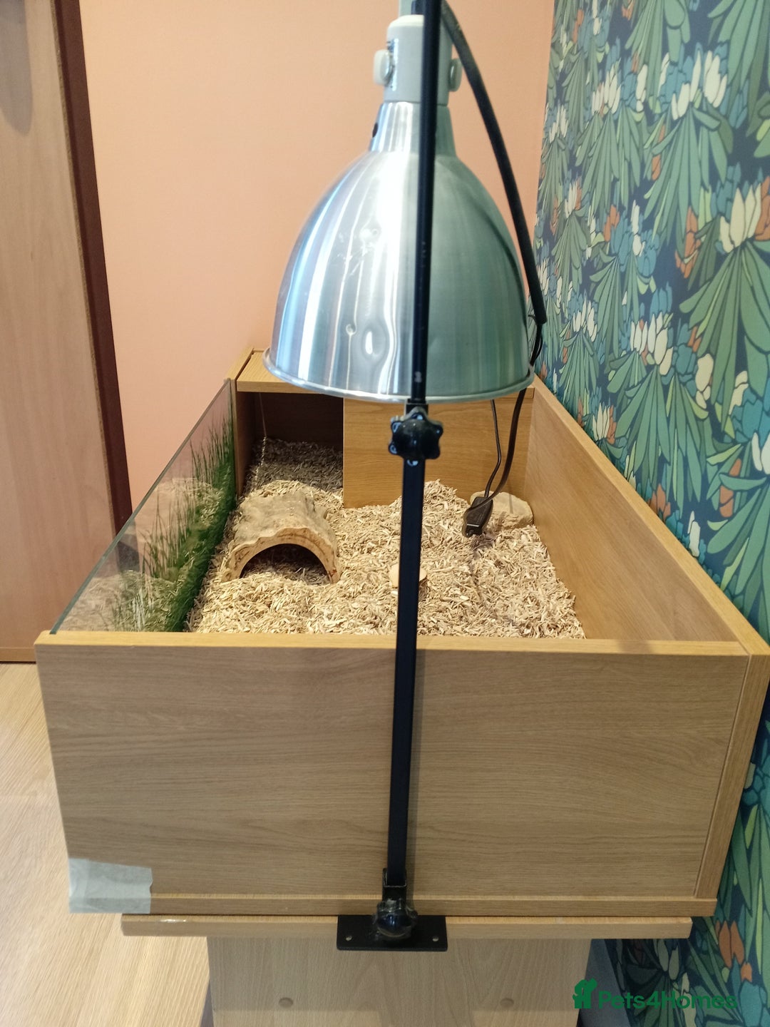 Hermann Tortoise reptiles for sale: Hermann Tortoise with enclosure - Image 6