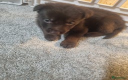 German Shepherd dogs for sale: German shepard pups - Image 8