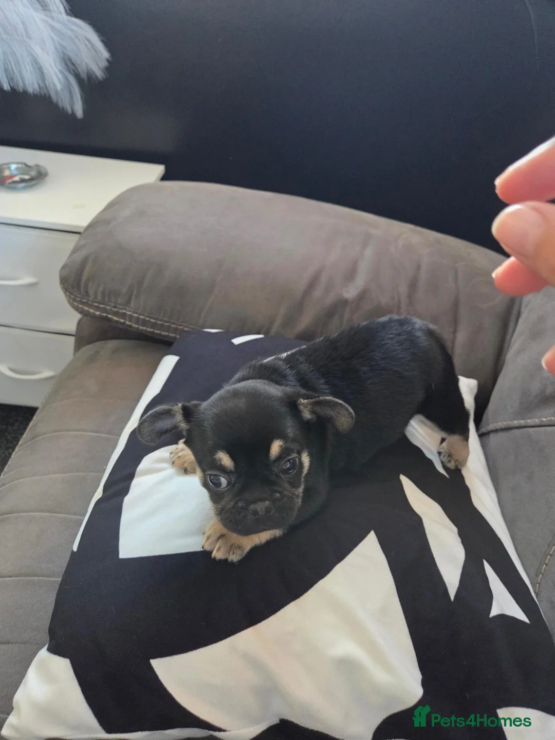 Frug dogs for sale: 3 frugs - Advert 2