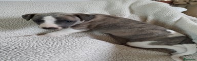 Whippet Puppy 4