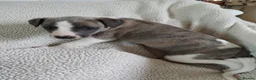 Whippet dogs for sale: Beautiful KC registered whippet puppies  - Advert 19