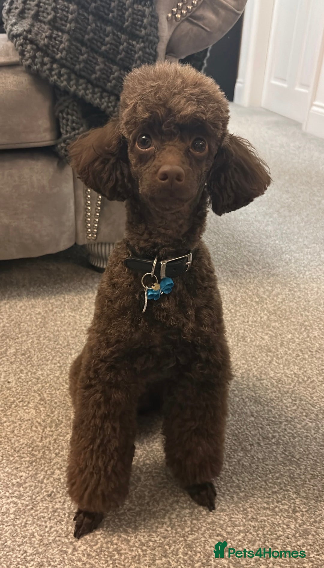 Toy Poodle dogs for stud: Pedro (Choccywoky do dah) - Advert 6