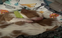 Cavalier King Charles Spaniel dogs for sale: Fully Health Tested Male CKCS Puppies - Image 38