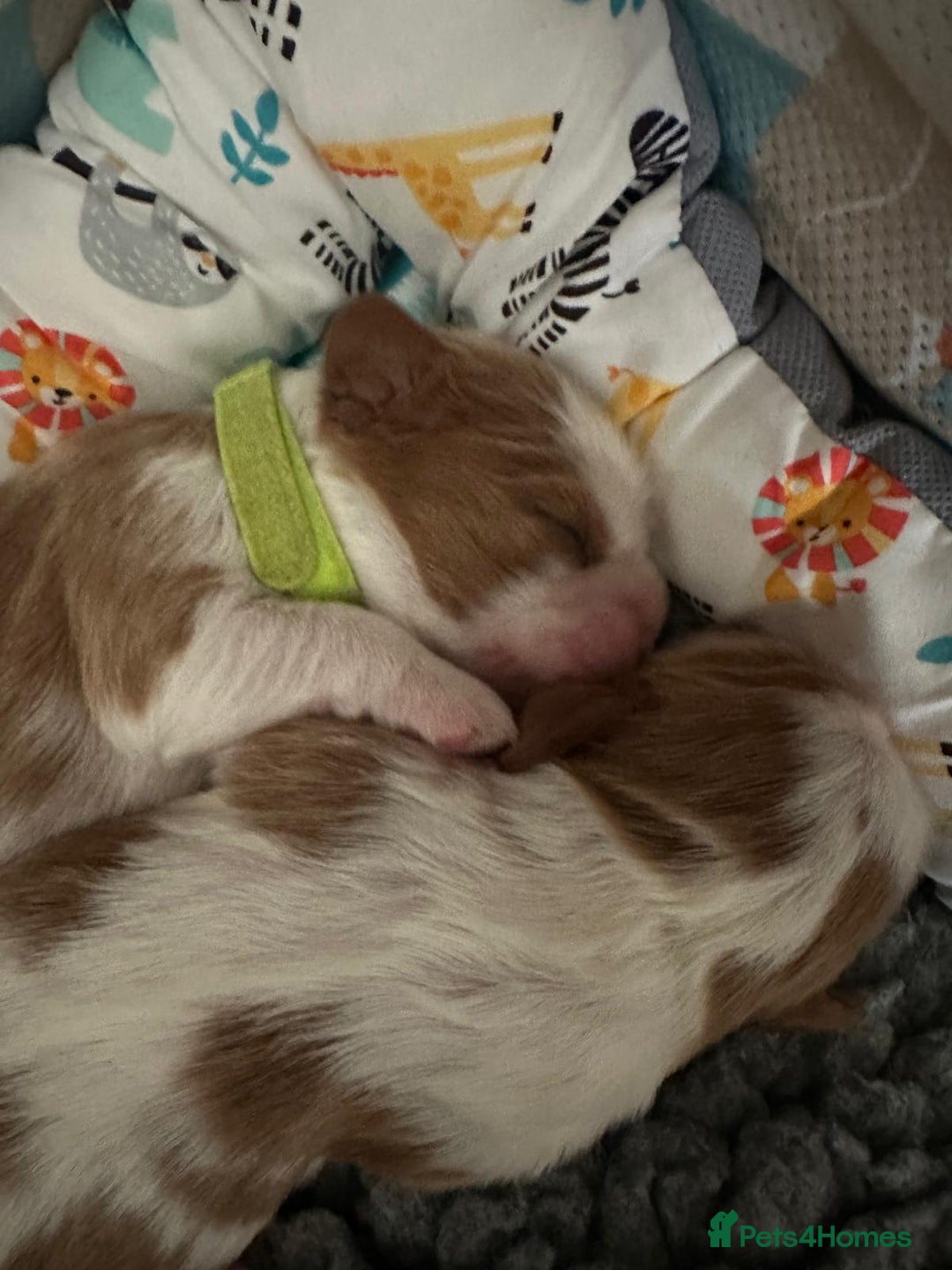 Cavalier King Charles Spaniel dogs for sale: Fully Health Tested Male CKCS Puppies - Image 38