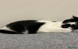 Mixed Breed cats for sale: 💔 Heartbreaking Rehoming – Manchester - Image 15