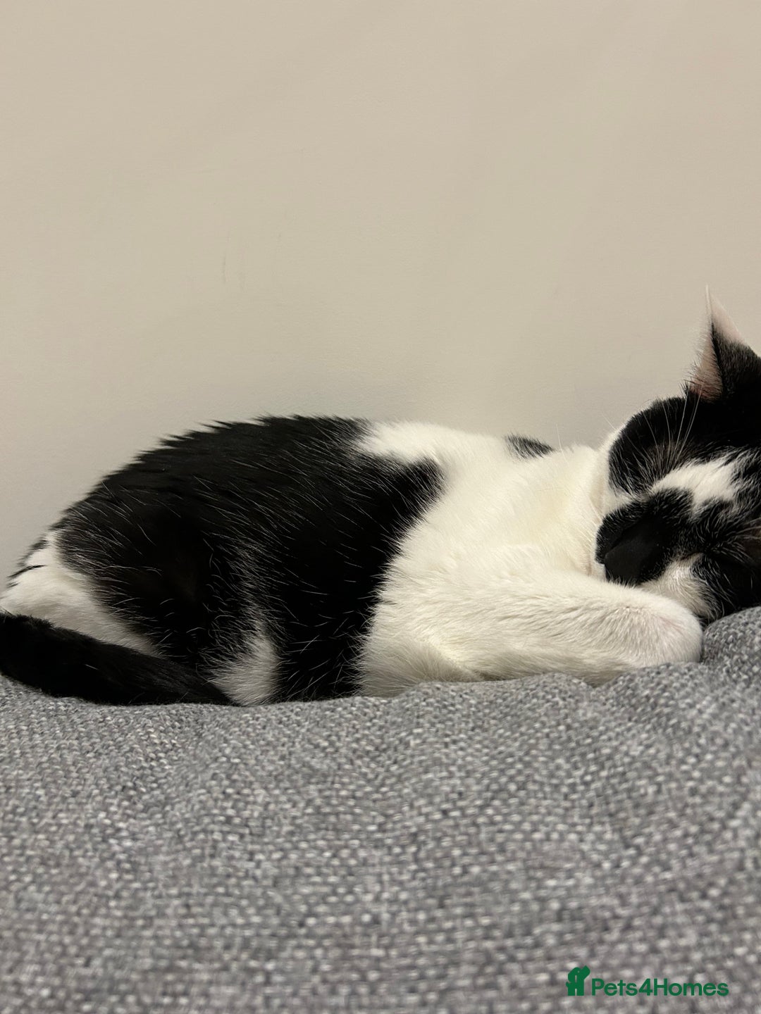 Mixed Breed cats for sale: 💔 Heartbreaking Rehoming – Manchester - Image 15