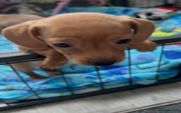 Miniature Dachshund dogs for sale: Beautiful unique babies  - Image 13