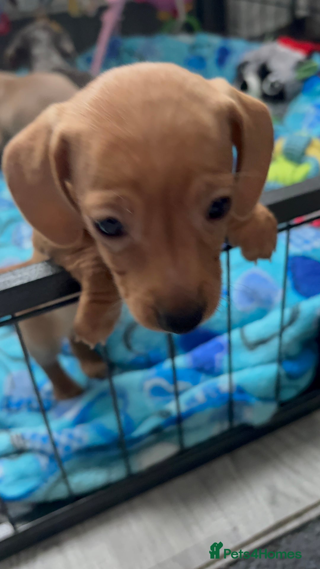 Miniature Dachshund dogs for sale: Beautiful unique babies  - Image 13