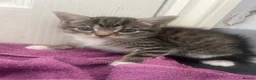 British Longhair cats for sale: Tabby kitten  in Westcliff-on-Sea - Advert 7
