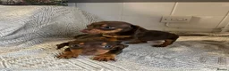 Dachshund dogs for sale: 2 beautiful dashound boys  - Advert 3
