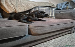 Cocker Spaniel dogs for sale: Beautiful chunky male cockers - Image 9