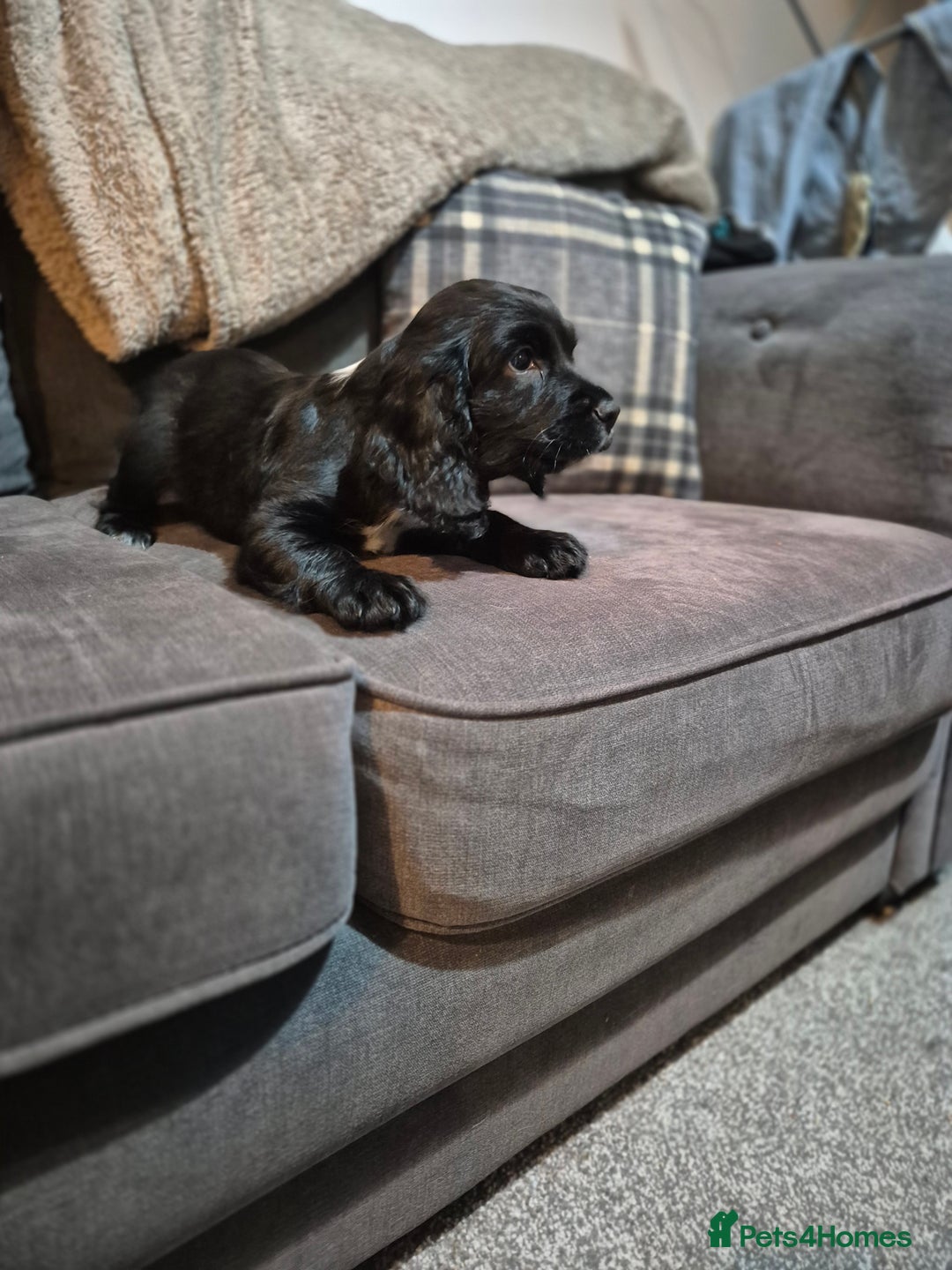 Cocker Spaniel dogs for sale: Beautiful chunky male cockers - Image 9