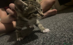 Mixed Breed cats for sale: Beautiful Minnie - Image 5