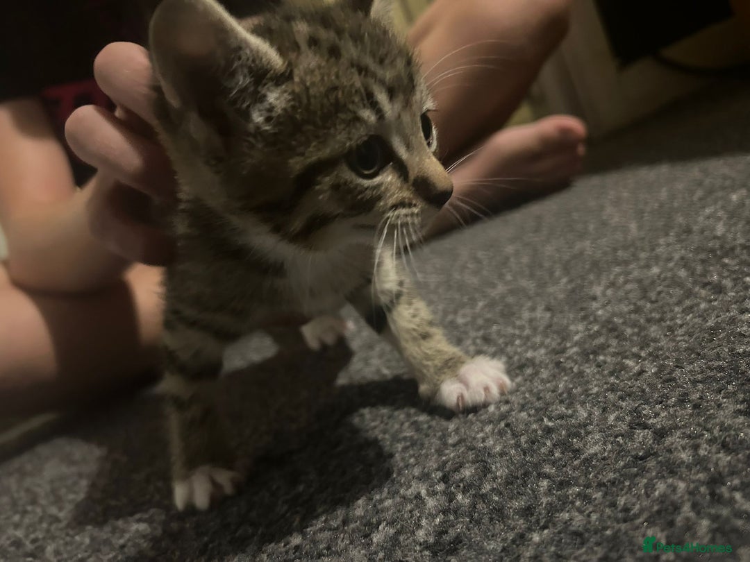 Mixed Breed cats for sale: Beautiful Minnie - Image 5
