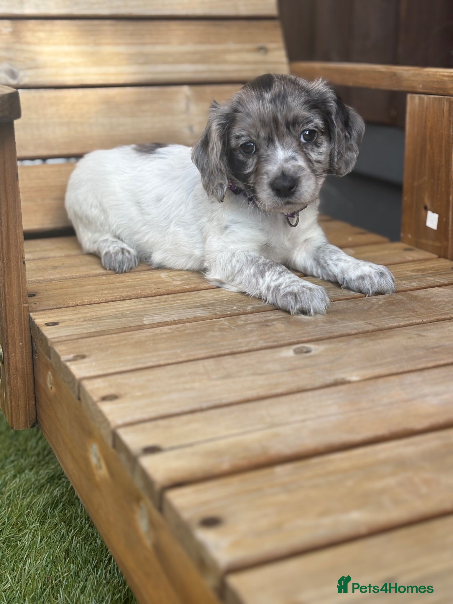 Mixed Breed dogs Ready now ❤️  - Advert 1