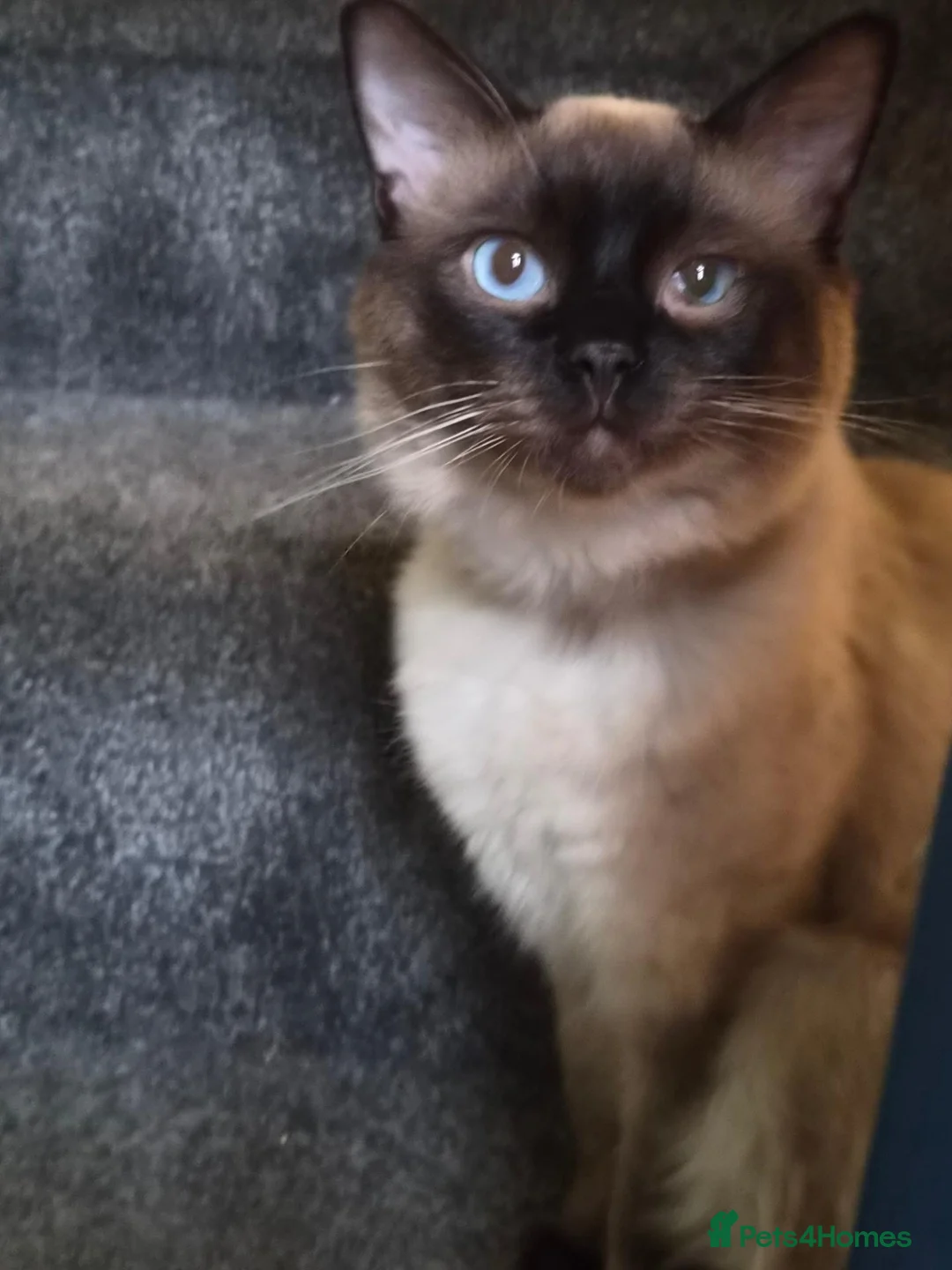 Ragdoll cats for sale: Ragdoll male  - Advert 1