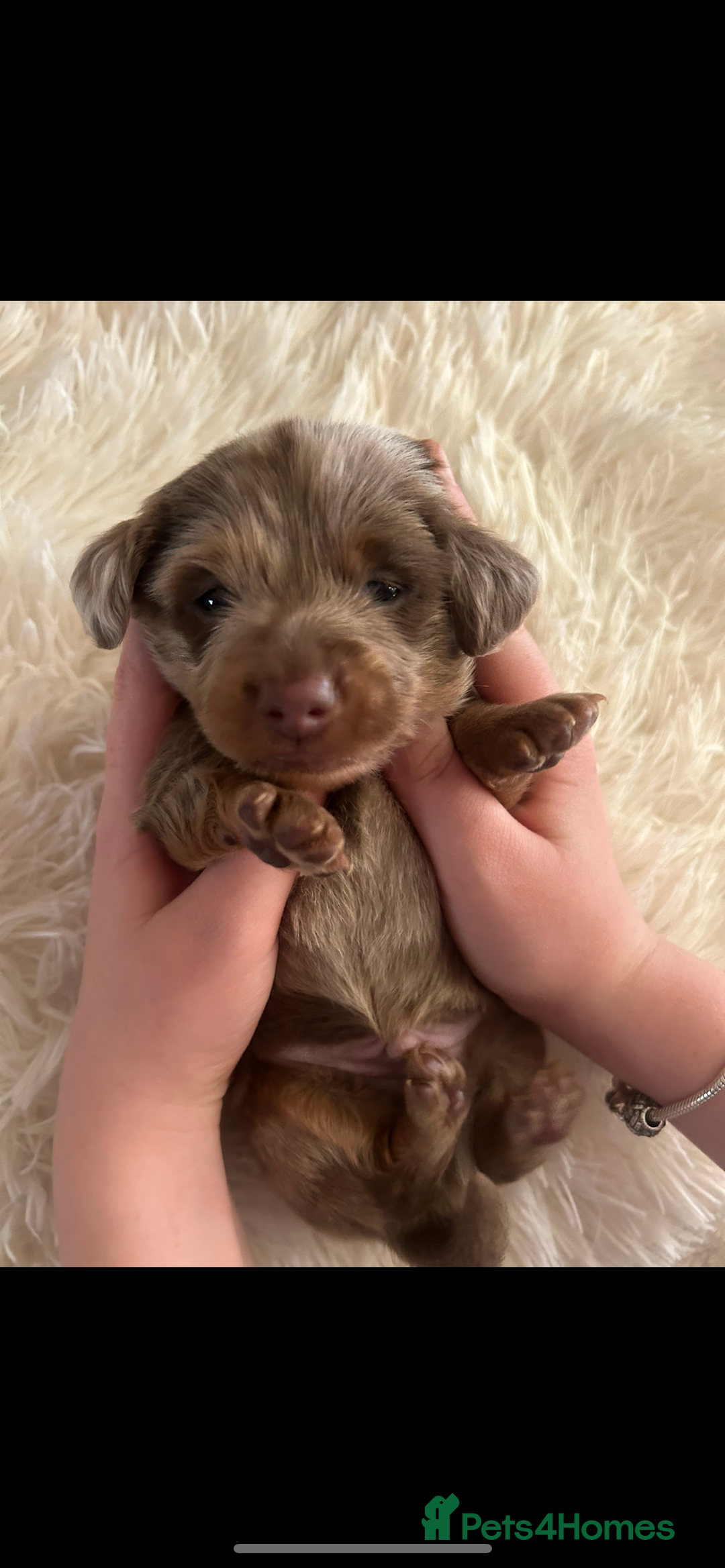 Miniature Dachshund dogs for sale: Miniature dachshunds  - Image 2