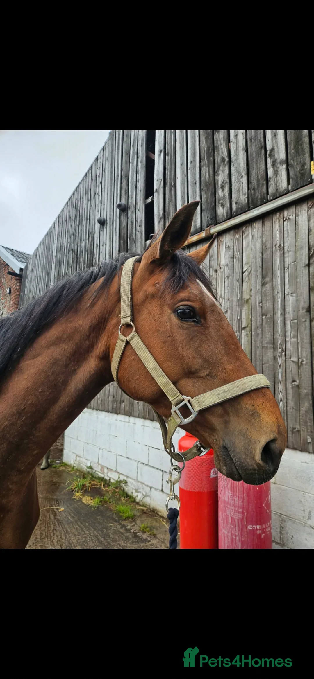 English Thoroughbred horses for sale: Beautiful blank canvas  in Frodsham - Advert 2