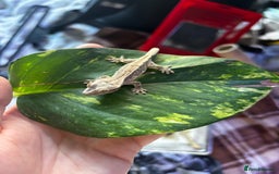 Gecko reptiles for sale: Baby crested geko  - Image 2
