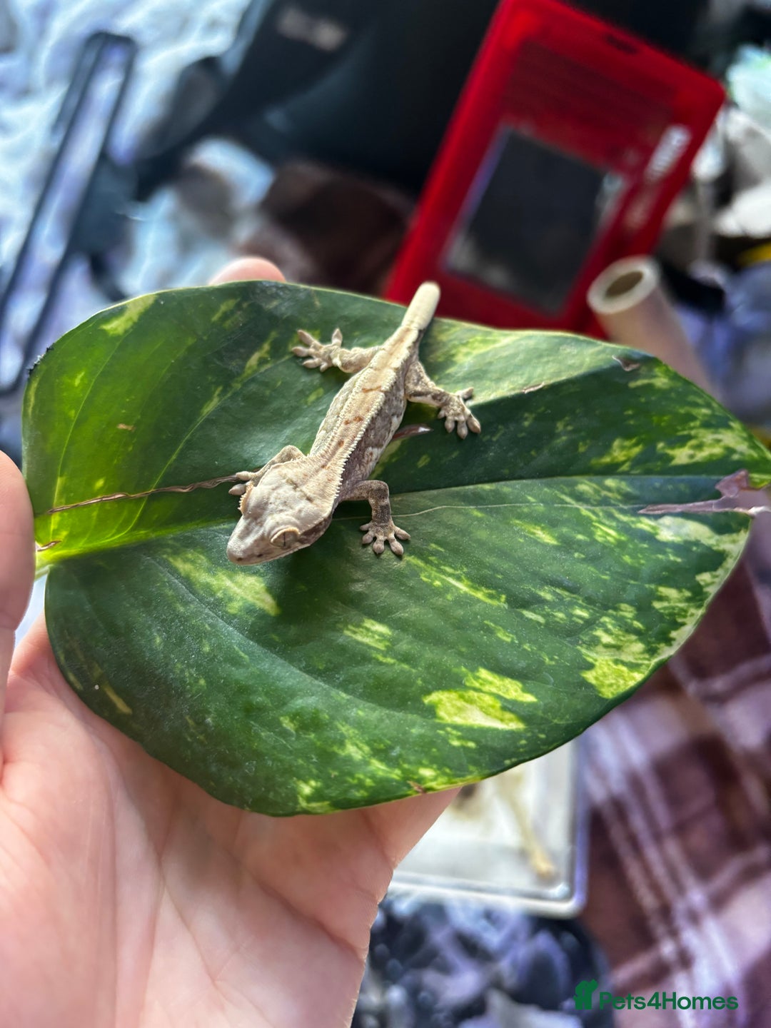 Gecko reptiles for sale: Baby crested geko  - Image 2