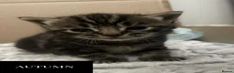 Mixed Breed cats for sale: Two males kittens for sale  - Advert 6