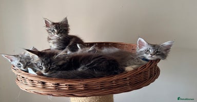 Maine Coon cats - Advert 12