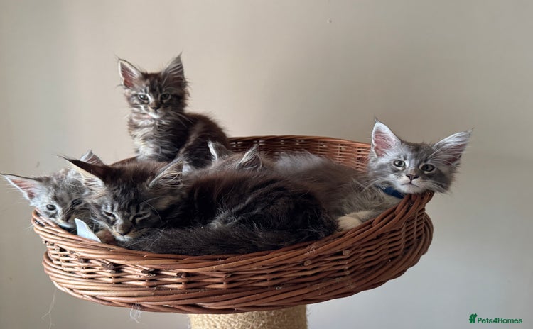 Maine Coon cats - Advert 12