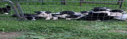 Border Collie dogs for sale: Isds registered pups  in Richmond - Advert 8